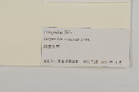 杓兒菜藏品圖，第3張