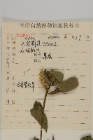 杓兒菜藏品圖，第2張