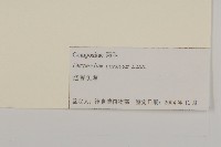 杓兒菜藏品圖，第3張