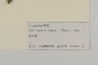 東風菜藏品圖，第3張