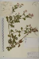 小紅菊藏品圖，第1張