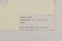 小紅菊藏品圖，第3張