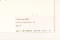 長裂苦苣菜藏品圖，第3張