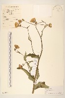 長裂苦苣菜藏品圖，第1張