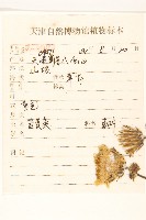 長裂苦苣菜藏品圖，第2張