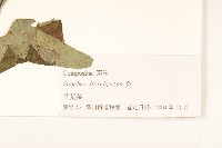 長裂苦苣菜藏品圖，第3張