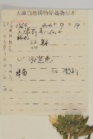 翠菊藏品圖，第2張