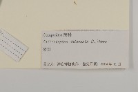 翠菊藏品圖，第3張