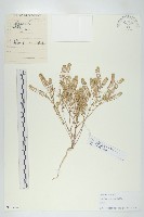 翠菊藏品圖，第4張