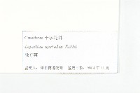 翠菊藏品圖，第6張