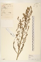 鵝仔草藏品圖，第1張