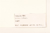 鵝仔草藏品圖，第3張