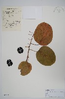 軟棗獼猴桃藏品圖，第1張