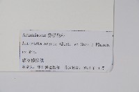 軟棗獼猴桃藏品圖，第2張