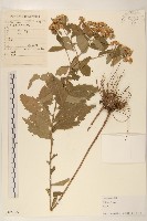 登錄號:S105075藏品圖，第1張