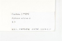 蘿蔔、夢卜藏品圖，第3張