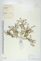 腺獨行菜藏品圖，第1張