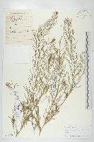 播娘蒿藏品圖，第1張