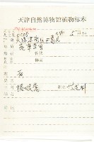 播娘蒿藏品圖，第2張