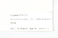 播娘蒿藏品圖，第3張