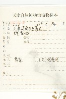 薺藏品圖，第2張