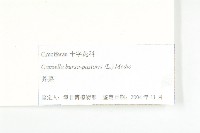 薺藏品圖，第3張