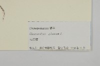 灰綠藜藏品圖，第3張