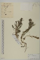 登錄號:S105083藏品圖，第1張