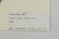 登錄號:S105083藏品圖，第3張