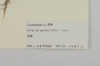 濱藜藏品圖，第3張