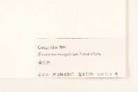 蒲公英藏品圖，第3張