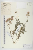 泥胡菜藏品圖，第1張