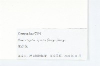 泥胡菜藏品圖，第3張