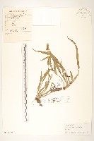 蒙古鴉蔥藏品圖，第1張