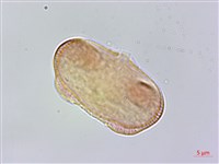 胡荽、莞蓑、香菜、莞菜藏品圖，第1張