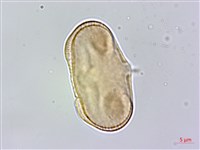 胡荽、莞蓑、香菜、莞菜藏品圖，第2張