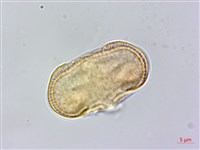 胡荽、莞蓑、香菜、莞菜藏品圖，第3張