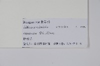 砂引草藏品圖，第2張