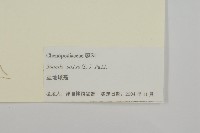 鹽地鹼蓬藏品圖，第3張