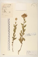 紫花山萵苣藏品圖，第1張