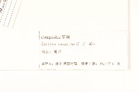 紫花山萵苣藏品圖，第3張