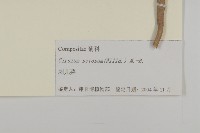 大刺兒菜藏品圖，第3張