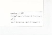 諸葛菜藏品圖，第3張