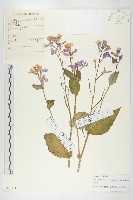 諸葛菜藏品圖，第1張