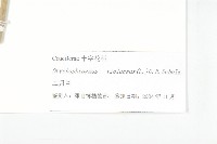 諸葛菜藏品圖，第3張