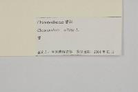 藜、灰藜藏品圖，第3張