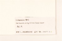 蒲公英藏品圖，第3張