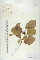 柿、柿仔、紅柿藏品圖，第1張