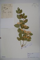 登錄號:S105130藏品圖，第1張