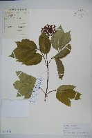 接骨木，木蒴藋藏品圖，第1張